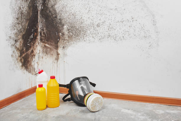 Best Best Mold Removal Companies  in Wickes, AR
