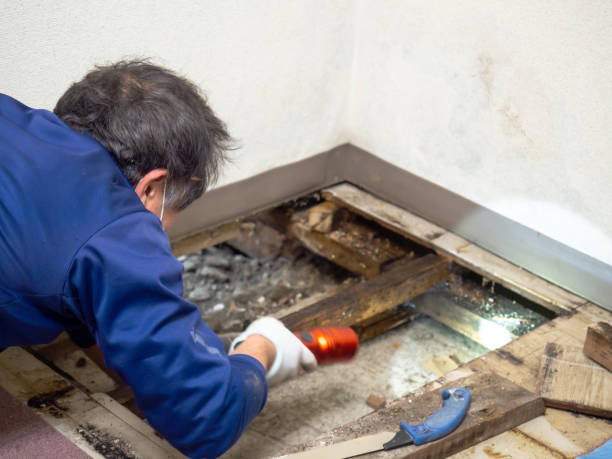 Best Water Damage Restoration  in Wickes, AR