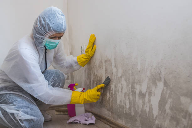 Best Local Mold Removal Service  in Wickes, AR