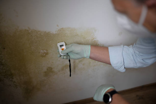 Attic Mold Removal in Wickes, AR
