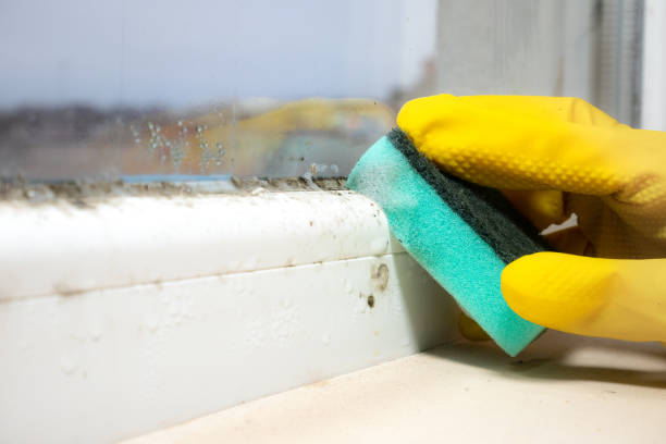 Best Same-Day Mold Removal  in Wickes, AR