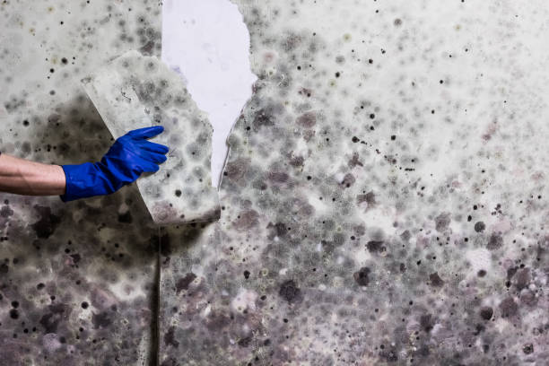Best Attic Mold Removal  in Wickes, AR